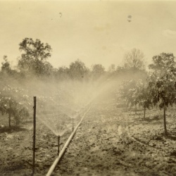 Darwin Jack Turney Collection