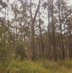14777